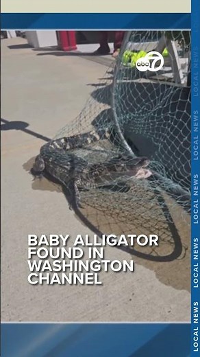 LOOK: Alligator found in DC waters near the Wharf