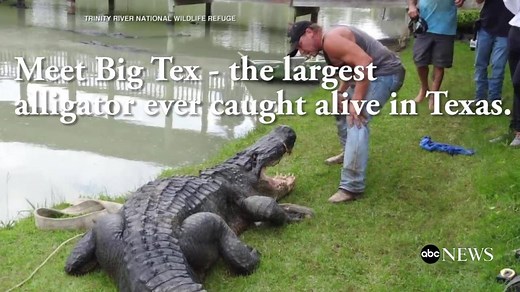 334K views · 551 reactions | 13-foot, 8-inch gator alligator...