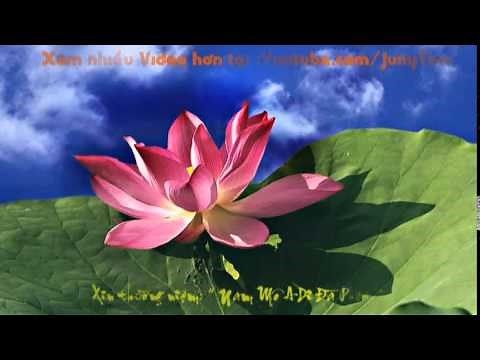 Nhạc Hòa Tấu Phật Giáo Hay Nhất