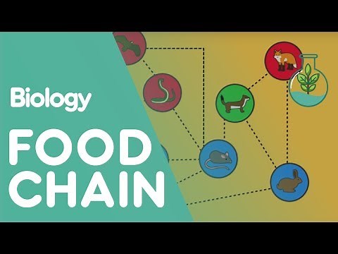 Food Chain | Ecology and Environment | Biology FuseSchool