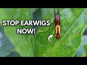Don't Let Earwigs INFEST Your Garden! 5 Easy Tips To Prevent them
