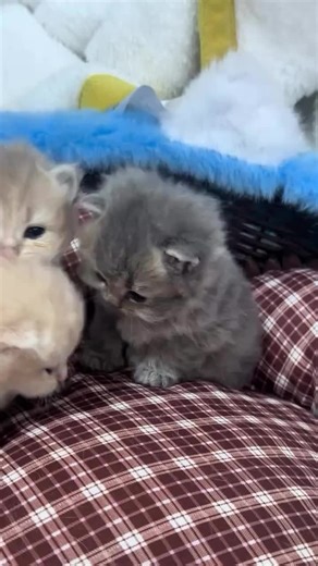 ‏♥️♥️ #AskAli #اسألAli #اسئلALI #اسئل_علي #pets