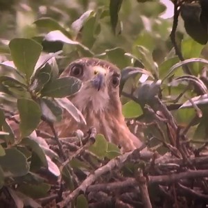 23K views · 811 reactions | Red-tailed hawk Birds Protect her eggs in the nest | Review Bird Nest | Facebook