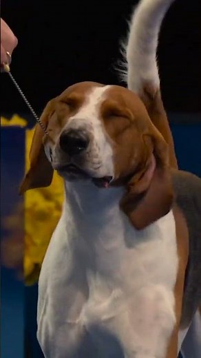 You ain't nothin' but a hound dog, winning all the time! 🥇