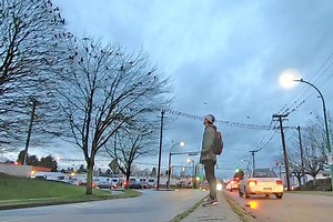 Here's where the crows that fly over Vancouver end up roosting every night