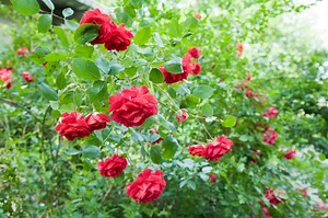 How to Get Rid of Powdery Mildew on Rose Bushes