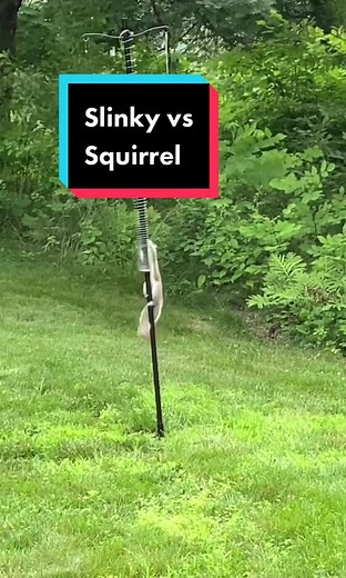How a Slinky Deters Squirrels from Bird Feeders