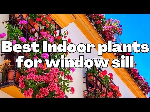 Best Indoor plants for window sill | Window garden plants #windowgarden