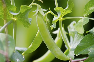 Grow Sugar Snap Peas: Tips, Nutrition & Planting Guide