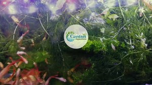 Live Aquarium Hornwort Coontail Plants - Excellent Oxygenator - Easy to Maintain Plant - Removing Excess Nitrates - Promote High Water Quality - Bunch