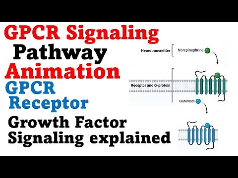 G protein signaling pathway | GPCR cell signaling