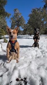 28K views · 1.5K reactions | Super-Pets #batman #superman #training | Super Cattledogs | Facebook