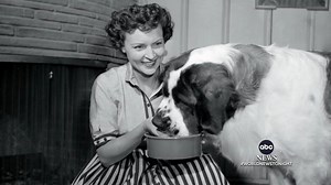 REMEMBERING BETTY WHITE: Beloved actress Betty White died in her sleep due to natural causes, her agent told ABC News. David Muir reports on the legacy of the iconic actress and devoted animal lover. https://abcn.ws/31ndT5d | ABC World News Tonight with David Muir