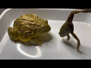 Feed pet African bullfrog eat American bullfrog