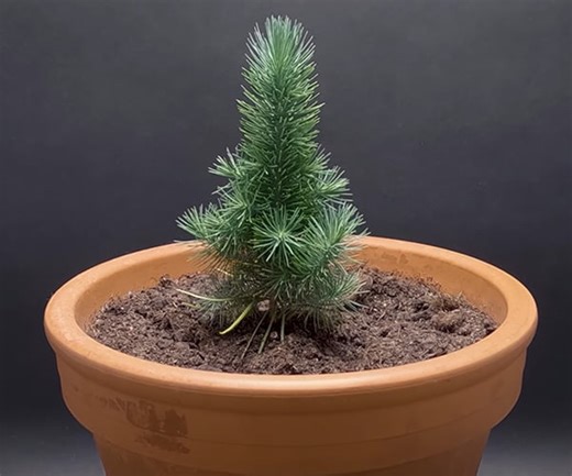 A Compilation of the Best Time-Lapse Footage of Plants Growing