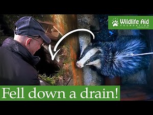 Risking a bite to save a trapped badger