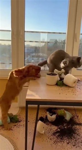 The Window Sill Disaster