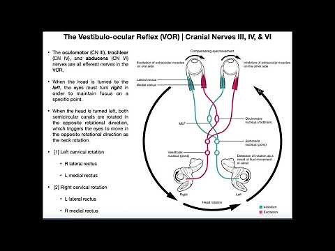 Vestibulo-ocular Reflex (VOR) | Structure & Physiology