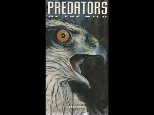 Predators of the Wild: Hawk (VHS full documentary)