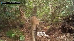 WATCH: Rare video shows a hungry Florida bobcat raiding the unguarded nest of an invasive Burmese python for eggs and a battle that followed in the thick of Big Cypress National Preserve in the Florida Everglades. It’s believed to be the first time any animal in Florida has preyed on python eggs, and the first evidence of any animal in the Everglades fighting back against a Burmese python. https://cbsloc.al/3wewHAu | CBS Miami