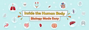 Inside the Human Body: Biology Made Easy - LearningMole