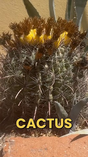 Alexis Nikole 🌾🍀 on Instagram: "BARREL CACTUS (Ferocactus wislizeni) FRUIT TIME! And a @fonz_520 SIGHTING! It’s always a treat to visit the southwest when these tart lil fruits are in season! Part of the current and historic foodways for a MYRIAD of tribal nations like the Yaqui and the Tohono O’Odham (who’s ancestral lands I’m visiting right now with he literal angels on the @visittucson team!!), the flesh is tart and a lil slippy in that way that nopales are, too! The seeds are roasted and g