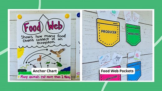 27 Fun Food Web and Food Chain Activities