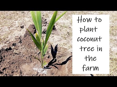 How to plant coconut palm tree / Coconut planting method / Coconut Farming / Coconut Cultivation