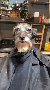 Spiffy Spiff on Instagram: "Day 76"