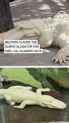 Cal Academy announces beloved Claude the albino alligator has died