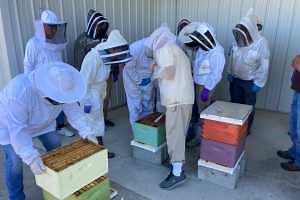 Getting started with beekeeping in Michigan