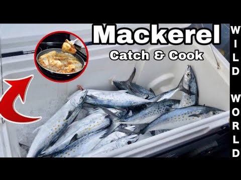 Catch, Clean, and Cook Mackerel the Right Way