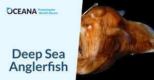 Deep Sea Anglerfish | Oceana