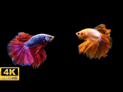 12 Hours Stunning 4K Betta Fish with Relax Music 🐠 Relaxing Fish in Black Aquarium