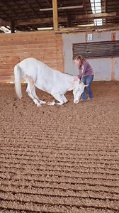 Endo's Word of the Week: laydown and lay flat. It took only 2 days to teach him to lay down with no ropes. Just cookies and taps from stick. Not rolling on the dirt while he's flat was the bigger challenge. It's dangerous for him to do that with me trying to get on. 1:07 is my new lock screen. He has so much self carriage and charisma. Even his tail has cue little twirls that I haven't seen with other horses. | Endo the Blind