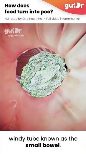 How Food Turns Into Poo | 3D Animation #Shorts