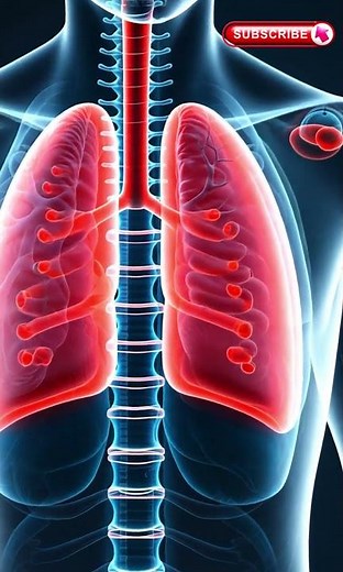 3D Animation of Human Lungs | Lungs Anatomy & Function | Human Respiratory System Explained