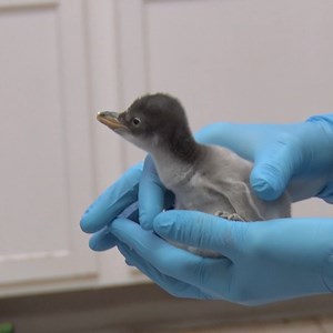 Check out this fuzziness 😍 A Gentoo penguin hatched on Dec. 17 to Fiona & Oscar and the little chick can be seen occasionally in the habitat, but will soon be cared for behind the scenes while its waterproof feathers come in. | Milwaukee County Zoo