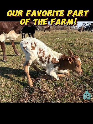 New life on the farm! Our favorite part of this! #cattle #farming #farm farmlife