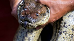Man to be 'eaten alive' by an anaconda on TV