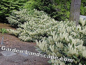 Plants: Cherry Laurel: Toxic Or Harmless? - My Beautiful Garden | 2025