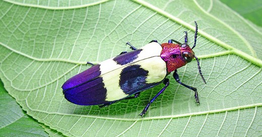 Nature’s Living Gems: 9 Strikingly Colorful Beetles