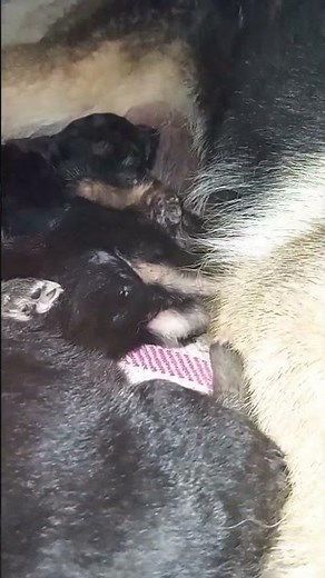 Mother Dog Nursing Puppies | Pure Love Close-Up