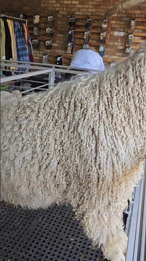 Discover the Angora Goat: The Fiber Superstar of the Farm! #angora