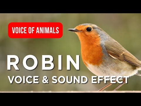 Robin Voice & Original Sounds for Kids, Robins 🐦✨ Closeup Fun Facts #animals #birds #viral #wildlife