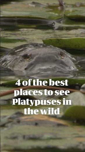 4 Of The Best Places To See Platypuses In The Wild | Australian Wildlife Journeys