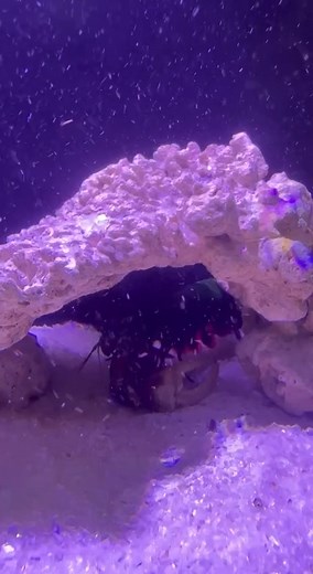 Mantis shrimp punching | Punch Aquatics | Facebook