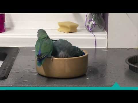 Quaker Parrot Colors