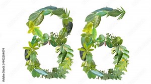 86, the number is formed from the arrangement of fallen leaves, suitable for birthday, anniversary and memorial day templates