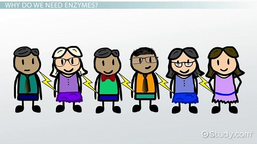 Enzymes Definition, Function & Uses